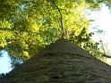 Baum11