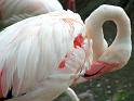 Flamingo03