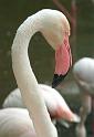 Flamingo04
