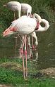 Flamingo08