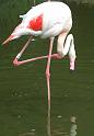 Flamingo10