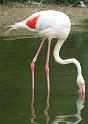Flamingo11