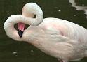 Flamingo12