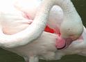 Flamingo15