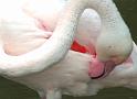 Flamingo15