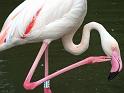 Flamingo17