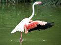 Flamingo21