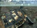 Wasserschildkroete02