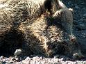 Wildschweine13