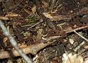 Frosch01