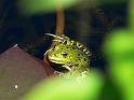 Frosch06