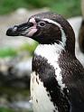 Pinguin02