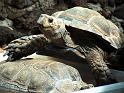 Schildkroete02