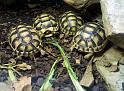 Schildkroete03