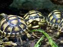 Schildkroete04