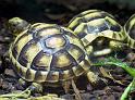 Schildkroete05