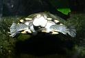 Schildkroete06