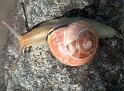 Schnecke