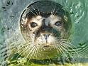 Seehund03