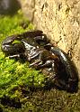 Skorpion01