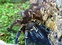 Spinne01