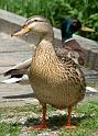 Enten05