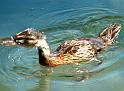 Enten37