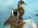 Enten39