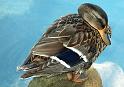 Enten40
