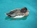 Enten55