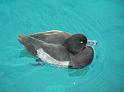 Enten57