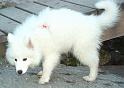 Hund05
