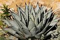 Agave01