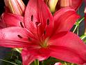 Blume25