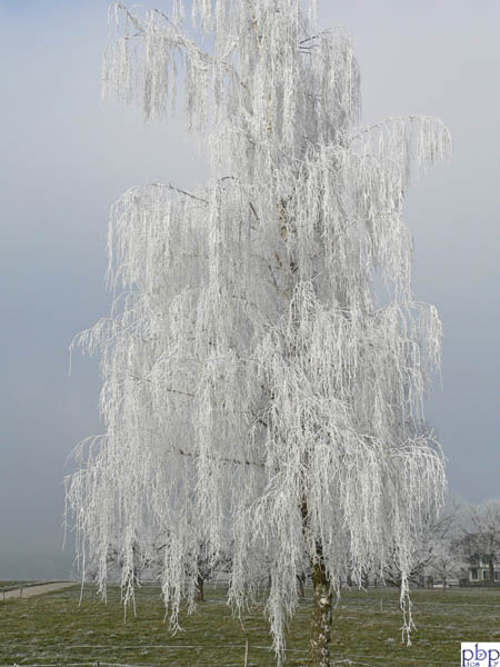 Biecht038