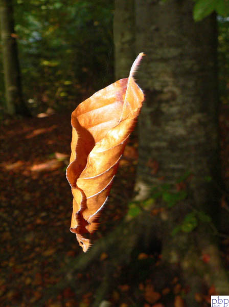Natur51