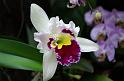 Orchidee003
