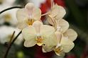 Orchidee006