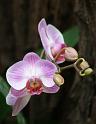Orchidee009