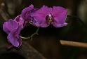 Orchidee013