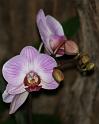 Orchidee014