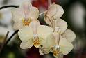 Orchidee015