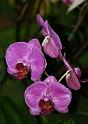 Orchidee020