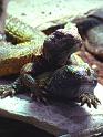 Reptil017