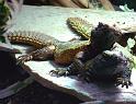 Reptil018