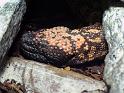 Reptil019