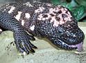 Reptil020