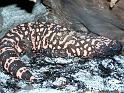 Reptil021