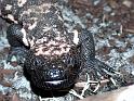Reptil022