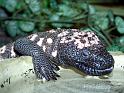 Reptil023